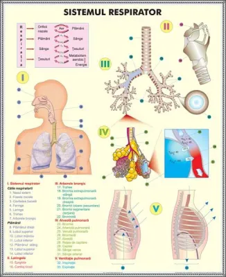 Plansa sistemul respirator / celula eucariota (Duo)