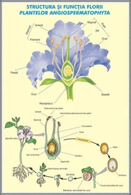 Plansa Structura si functia florii la plante Angiospermatophyta / Structura si functiile frunzei