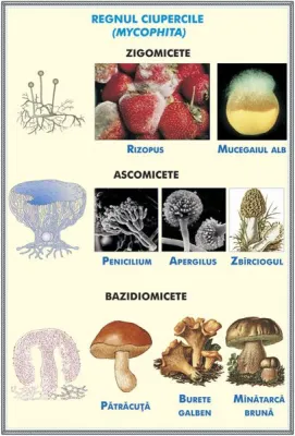 PLANSA STRUCTURA TULPINEI  LA PLANTELE ERBACEE / REGNUL CIUPERCILOR DUO