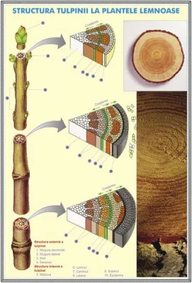 PLANSA STRUCTURA TULPINEI LA PLANTELE LEMNOASE / STRUCTURA VARFULUI DE RADACINA  DUO