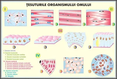 Plansa Tesuturile umane / Nivele de organizare a organismului uman DUO