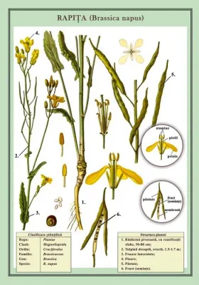 Rapita (Brassica napus) ( plansa, 700x1000mm, cu sipci)