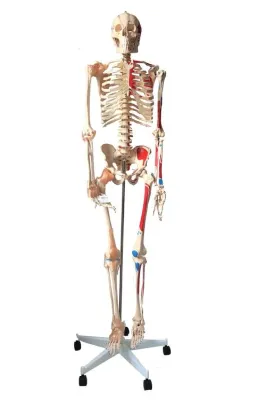 Model SCHELET CU MUŞCHI ŞI LIGAMENTE, pe suport, 172 cm