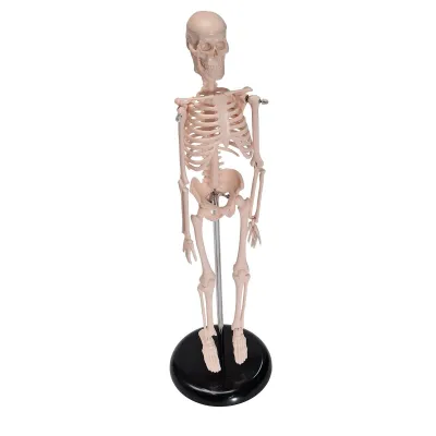 Schelet uman, model educativ (45 cm)