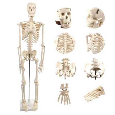 Schelet uman, model educativ (85 cm)