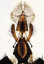SECTIUNI MICROSCOPICE ARTHROPODA