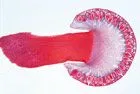 SECTIUNI MICROSCOPICE FUNGI