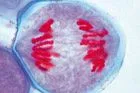 SECTIUNI MICROSCOPICE GENETICA UMANA SI ANIMALA