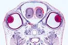 SECTIUNI MICROSCOPICE ORGANE SENZORIALE