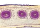 SECTIUNI MICROSCOPICE SISTEMUL DIGESTIV