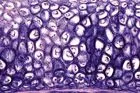 SECTIUNI MICROSCOPICE TESUTURI