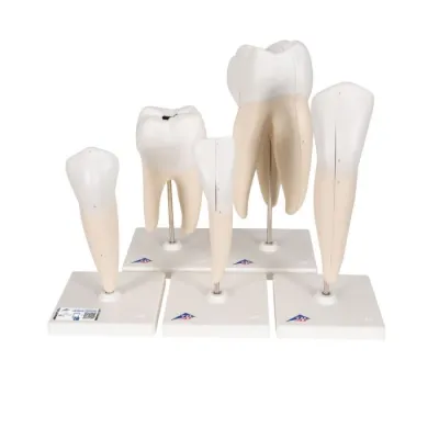 SERIE MODELE DINTI, TIP CLASIC(3B)