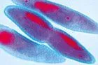 Set 10 sectiuni microscopice - PROTOZOARE
