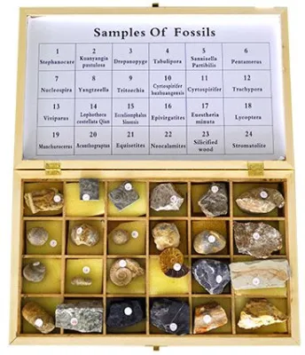 SET DE 24 FOSILE