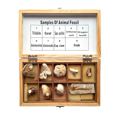 Set DIVERSITATEA FOSILELOR (9)