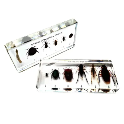 Set Insecte dăunătoare și benefice  (plexiglas) (Q)