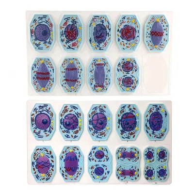 Set  model Diviziunea celulei animale (meioza și mitoza) 