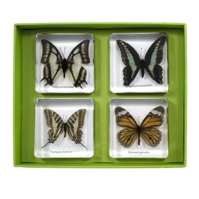 Set Specimente de fluturi (4)