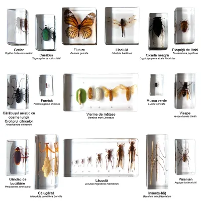 Trusă de insecte (Q)