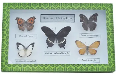 SPECIMENE FLUTURI