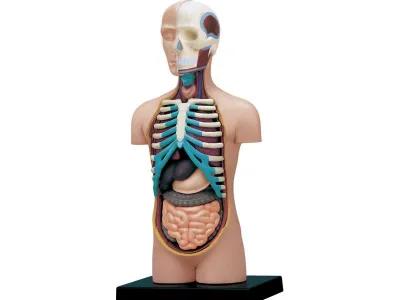Model anatomic al trunchiului uman (12 cm, 32 părți)(Q)