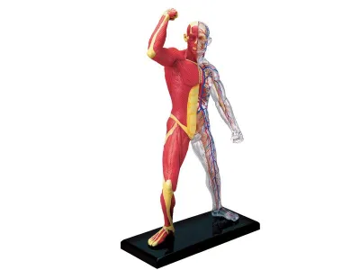Model anatomic al mușchilor și scheletului uman (18 cm, 46 părți)(Q)