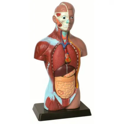 Tors uman, model educativ (28 cm, 5 părți)(Q)
