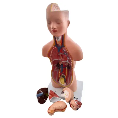 Tors uman, model educativ (50 cm, 8 parti)