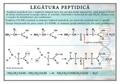 Legatura peptidica