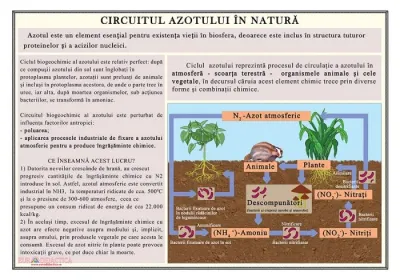 Circuitul azotului in natura (plansa, 1000x700 mm, cu sipci)