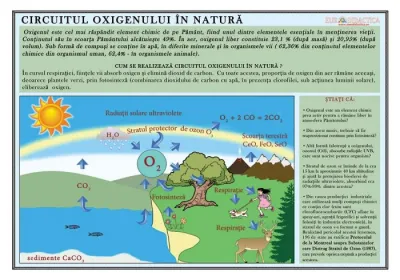 Circuitul oxigenului in natura (plansa, 1000x700mm, cu sipci)