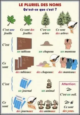 PLANSA PRONOMS RELATIFS FORMES ET FUNCTIONS DES PRONOMS RELATIFS/LE PLURIEL DES NOMS CYCLE PRIMAIRE